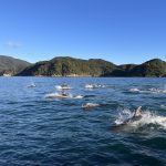 coastal rowing NZ, Nelson Rowing Club