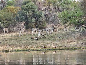 zebra beside water